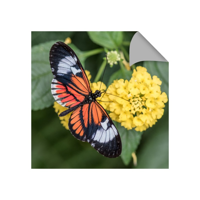 PP Nolite - Banner per roll...